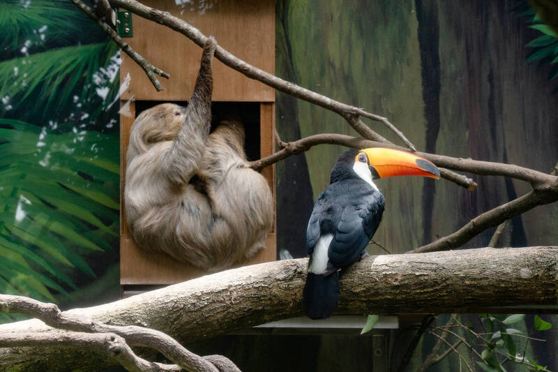 台北動物園大巨嘴鳥迎新鄰居 二趾樹獺展現「無為」相處之道