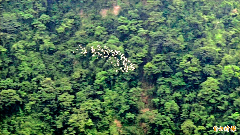 「萬鷺朝鳳」首波高潮 驚豔梅山太興村