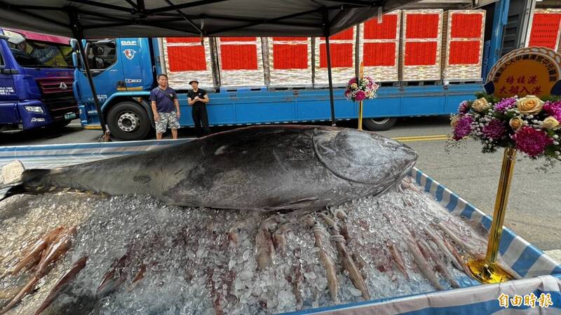 鎮瀾宮中元普度出現一尾總重量280公斤黑鮪魚。（記者張軒哲攝）