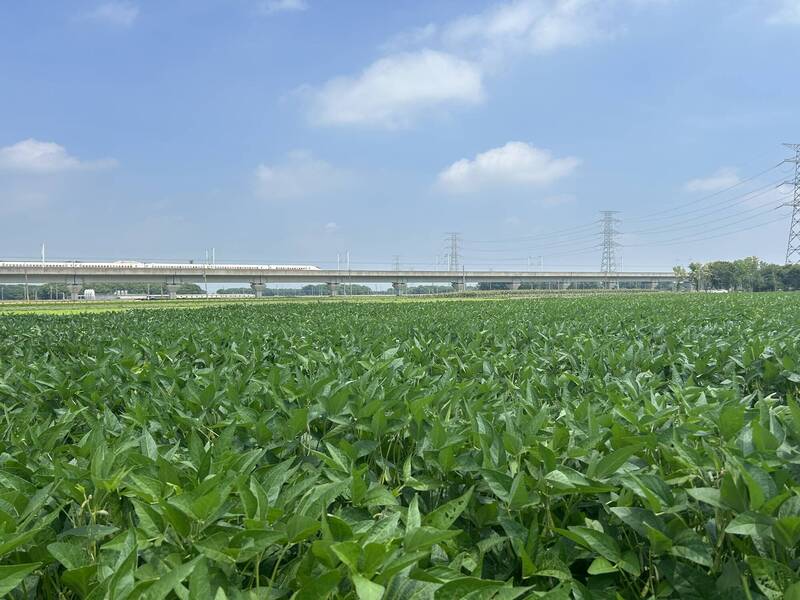 省下190座游泳池的水！ 雲林轉作雜糧減緩地層下陷