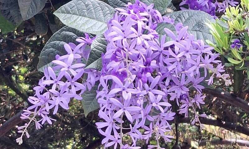 紫色浪漫再度來襲 大坑休閒農場錫葉藤10月花提前綻放