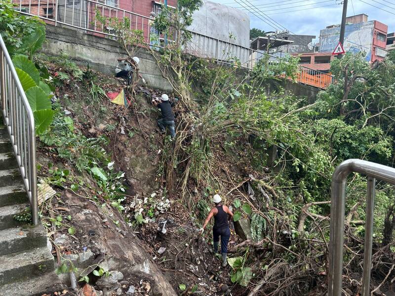 基隆昨夜大雨  安樂國小後方邊坡大樹倒塌壓毀道路護欄