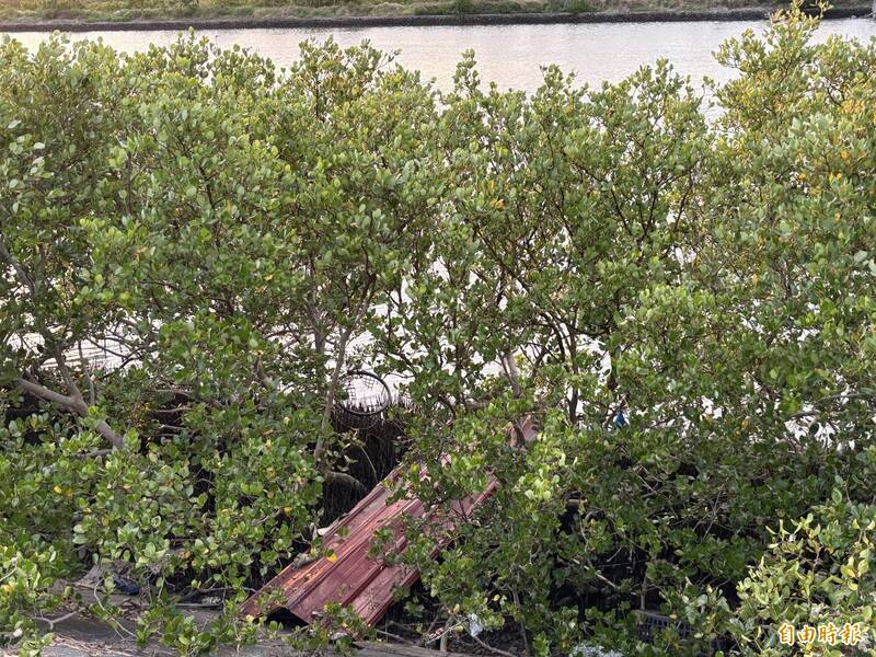 土地公植樹！ 災後發現台灣楝樹新苗 台江流域志工清除250株銀合歡