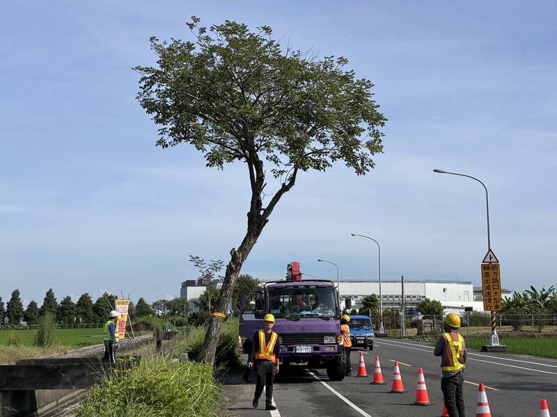 彰化芬園「黃金大道」93顆黃花風鈴木今移除  最終去向曝