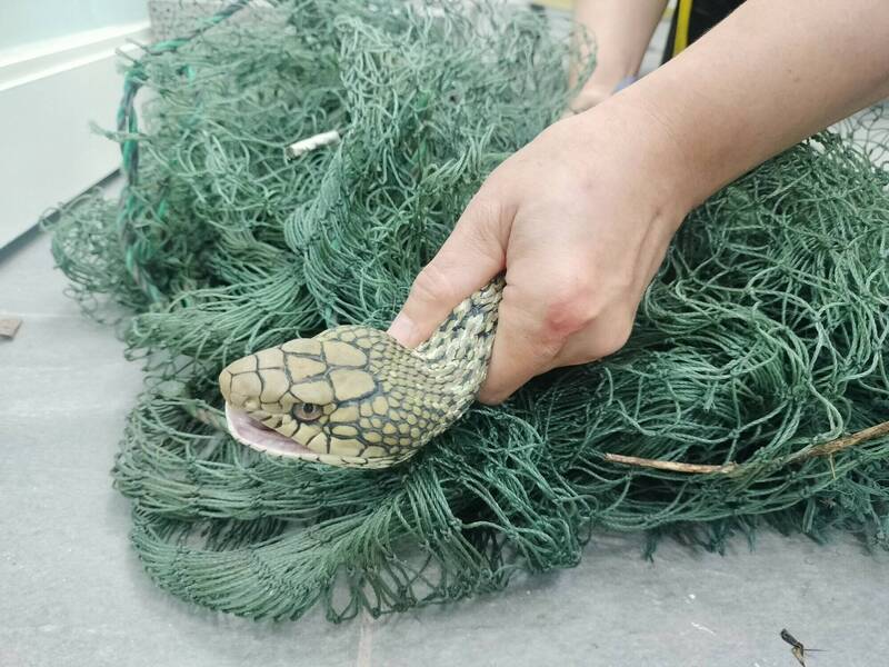 倉庫驚見2公尺臭青母遭魚網纏困 新北動保處急救脫困野放山林