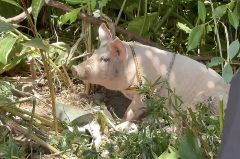 成功度過劫難的大白豬，目前被養在雜樹林中。（民眾提供）