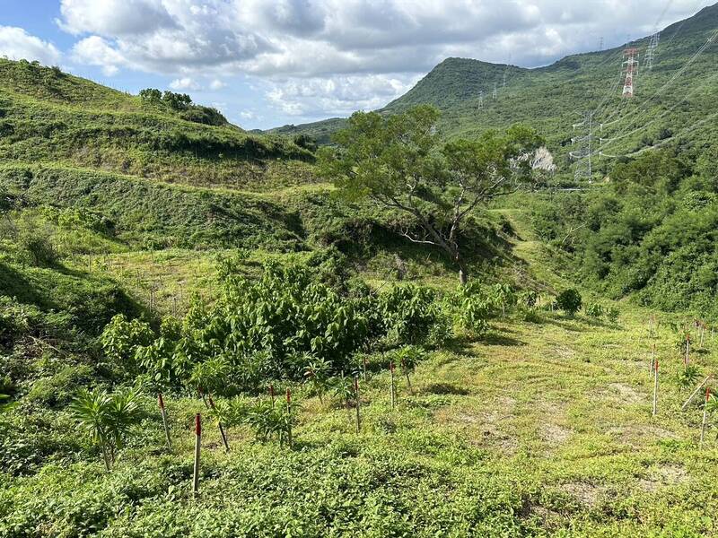 墾丁海域混濁因造林復育 屏東林業分署喊冤
