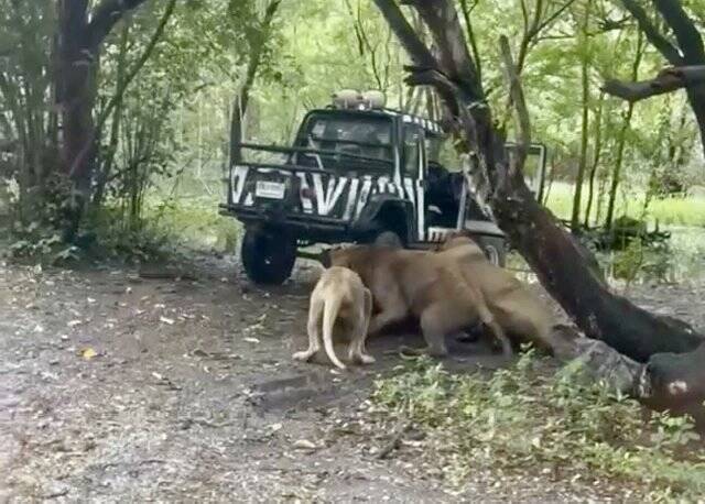 泰國曼谷Safari World野生動物園發生獅群襲擊飼養員的慘劇。（圖擷取自@ronakorn/X）