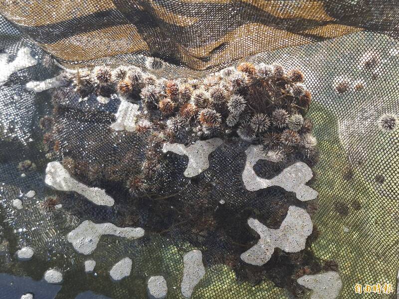 澎湖近年海膽產量不佳 養殖業者籲公部門提高放流量