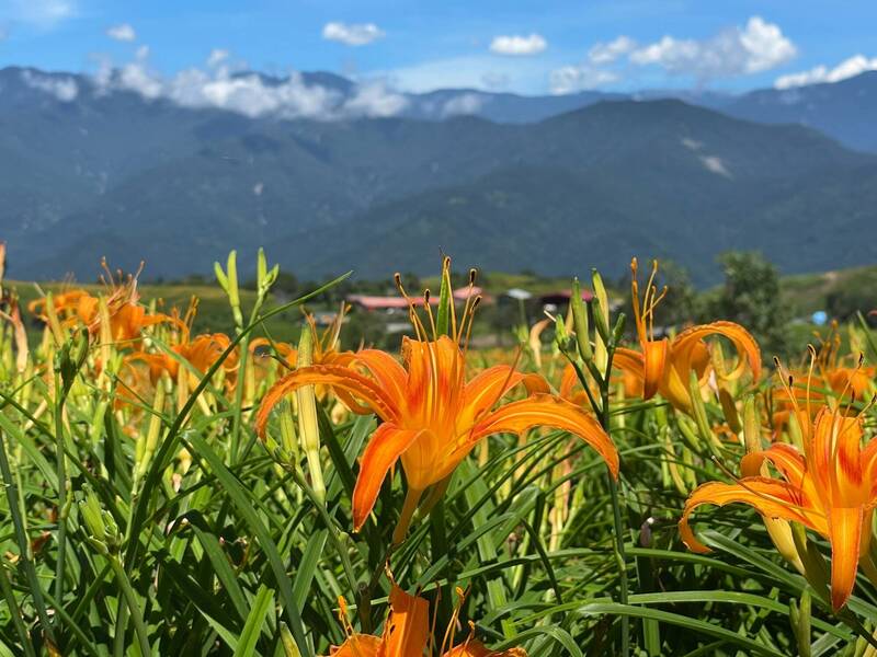 花蓮縣富里鄉今天舉行首屆結合金針花季與山徑挑戰的觀光運動賽事「六十石山半程馬拉松・勇者挑戰賽」，今年花季將持續到10月初。（富里鄉公所提供）