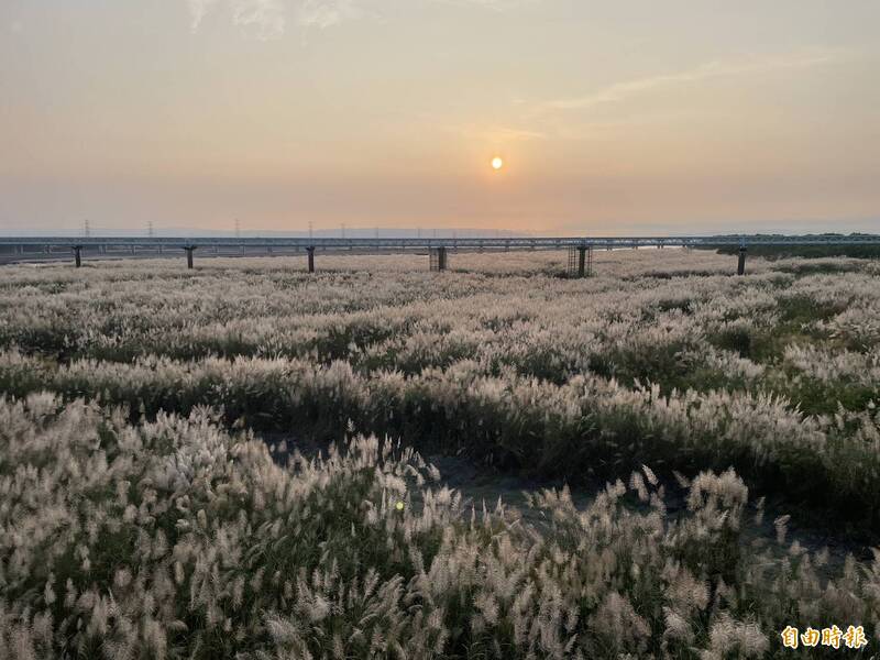 濁水溪季節限定美景，甜根子草花海吸引許多民眾前往欣賞及拍照。（記者黃淑莉攝）