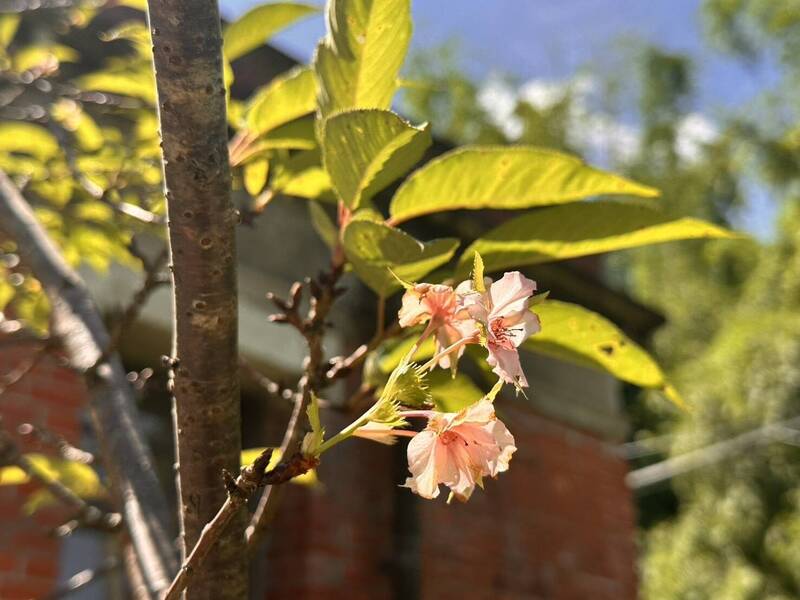 疑氣候影響花期 台南水道博物館河津櫻提前綻放