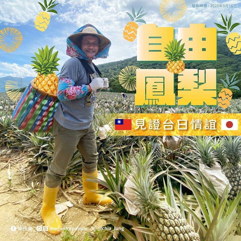日本幾乎全包台灣鳳梨！ 林佳龍：購買量佔我出口額逾9成