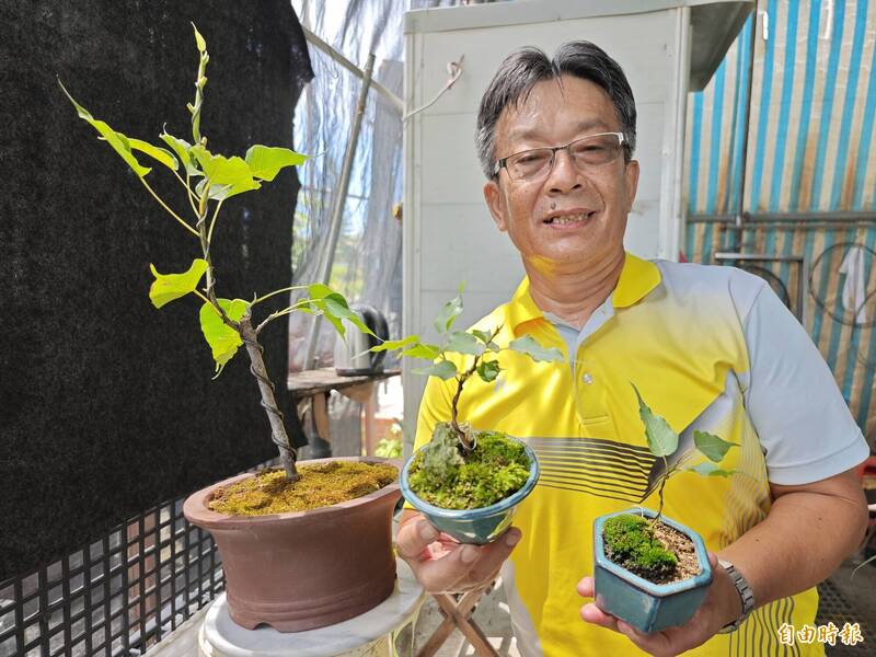 「 菩提榕」盆栽大賣!  農曆7月買氣增2成原因曝
