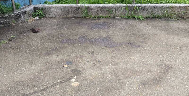 命案現場可見地上有女大生血跡與被刪掉的頭髮。（記者張軒哲攝）