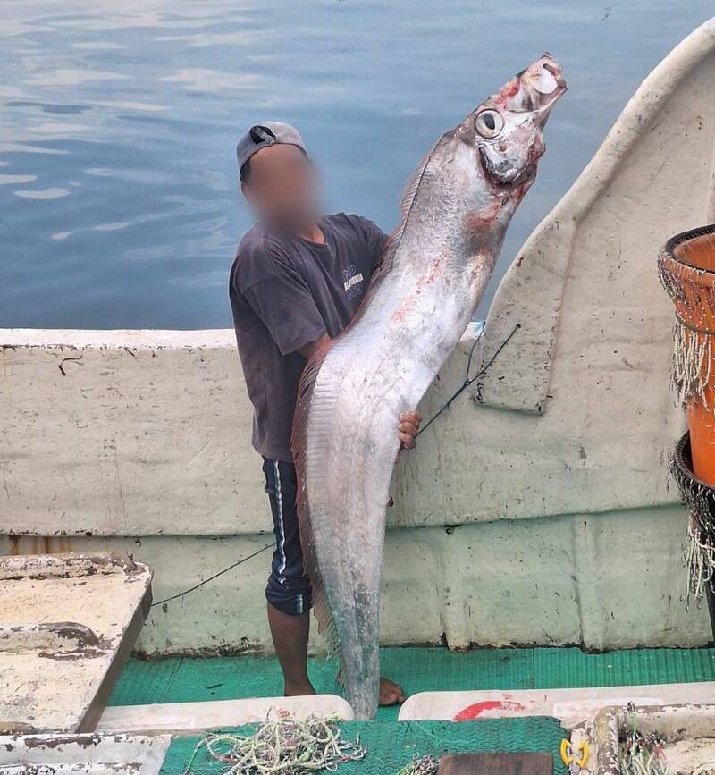 罕見！高雄外海釣獲「地震魚」 身長2～3米
