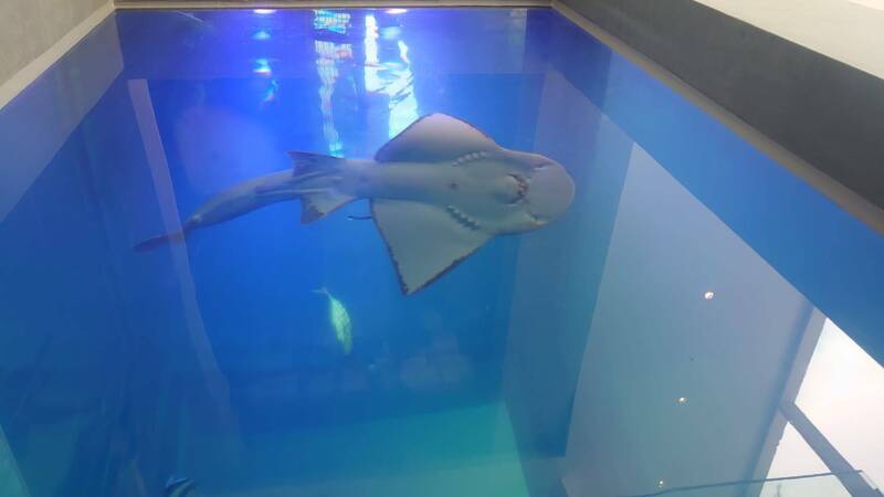 極危物種！基隆海科館「波波」疑感染亡 動保團體籲中央調查