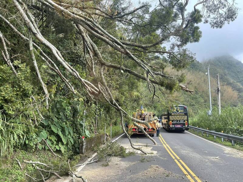 邊坡樹木滑落阻斷 阿里山公路單線通行