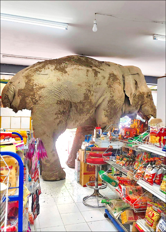 中英對照讀新聞》A hungry wild elephant raids a grocery store in Thailand for snacks1頭飢餓的野象闖入泰國1家雜貨店找零食