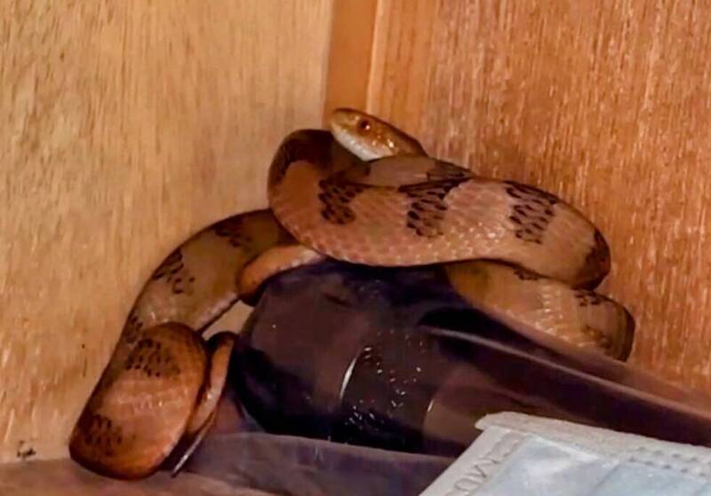 仁愛高農教室書桌抽屜內發現大頭蛇。（民眾提供）