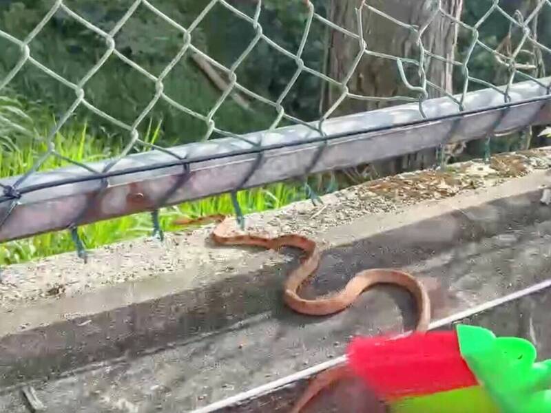 女老師護送蛇野外。（民眾提供）