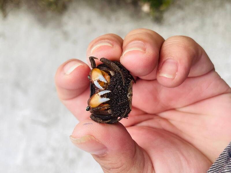 綠島陸蟹大發生！居民自發「幫陸蟹媽媽過馬路」