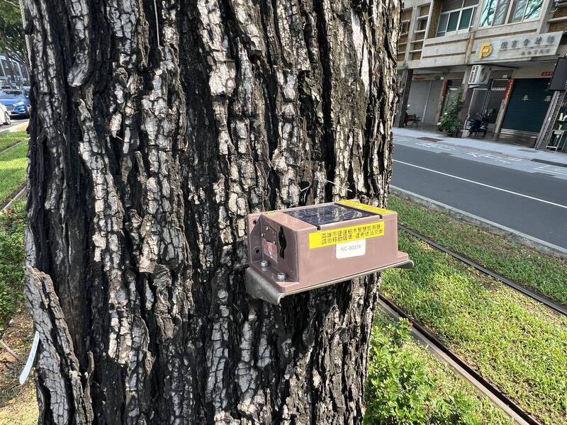 樺加沙逼近 高雄輕軌路段200棵樹木裝上傾斜儀
