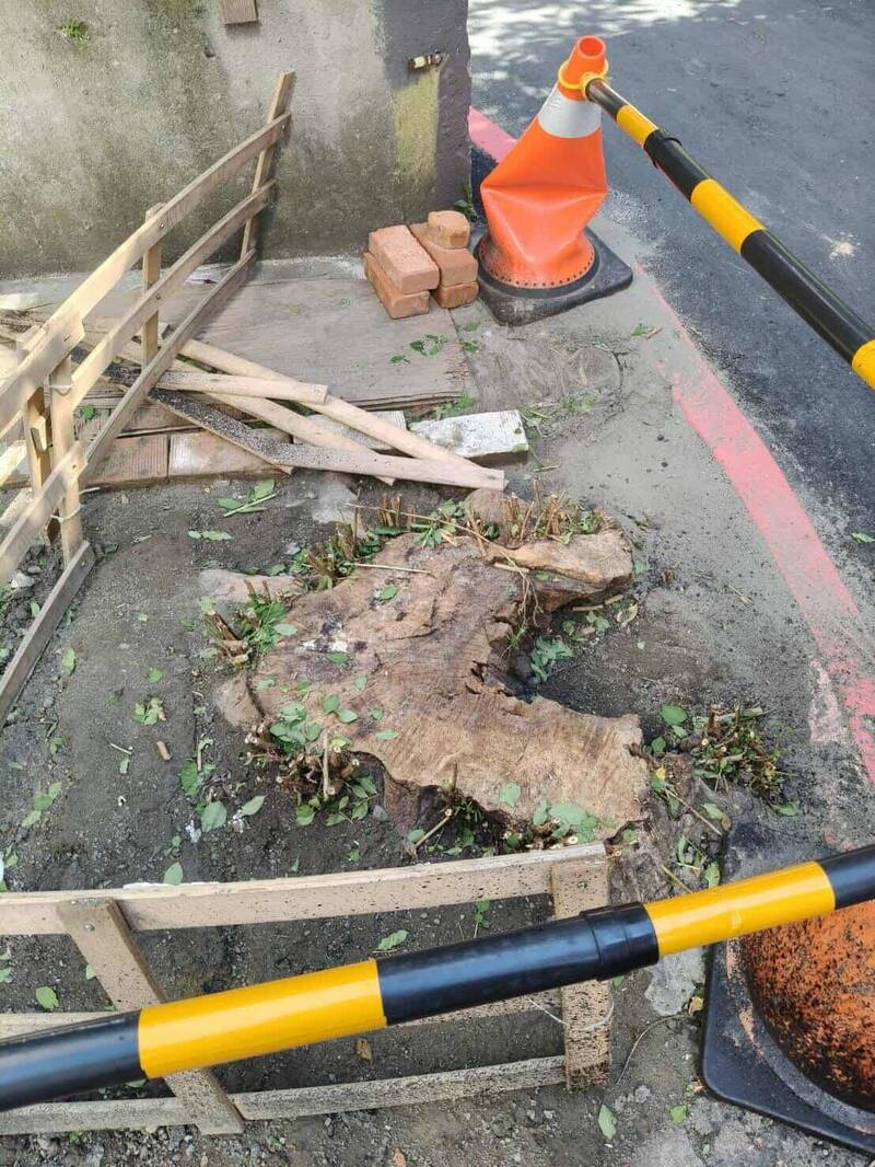 景觀處表示，永和區九芎遭砍伐一案，經查此樹非屬新北的樹木保護自治條例規範。（護樹團體提供）