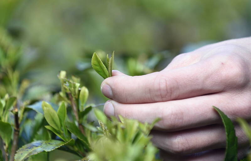 肯特大學的研究團隊模擬月球與火星的土壤條件，並在嚴格控制溫度、濕度等環境下，成功在月球模擬土壤中栽培茶樹幼苗。（歐新社）