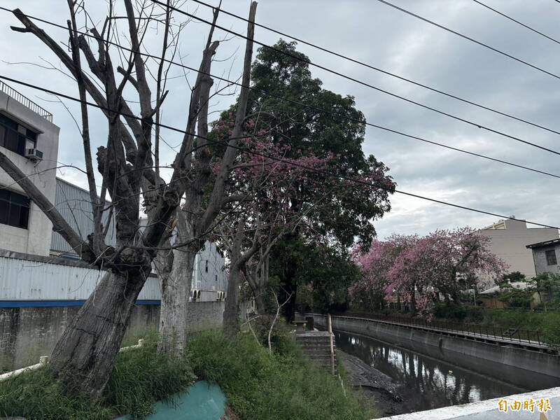 北斗河濱公園美人樹盛開，公園內驚見3株已死去的美人樹。（記者顏宏駿攝）