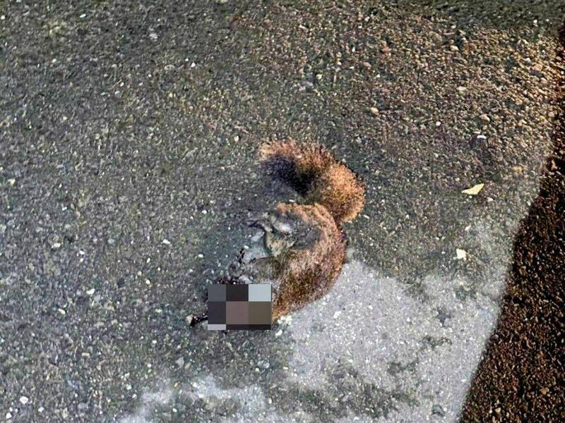 南投鹿谷鄉近日傳出有3000多戶大停電，經台電搶修確認是松鼠侵入線路導致停電，未來會加強線路絕緣保護，避免停電。（民眾提供）