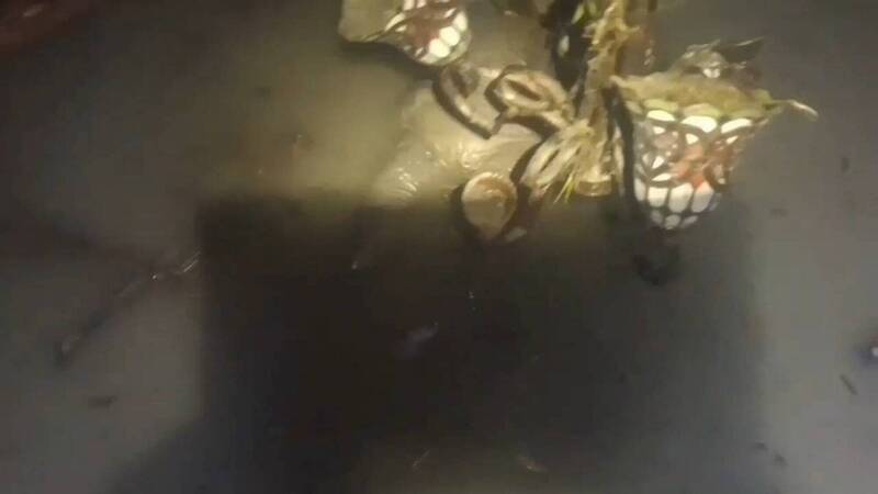 小沂的姑婆被發現在屋內罹難。（記者葉永騫翻攝）