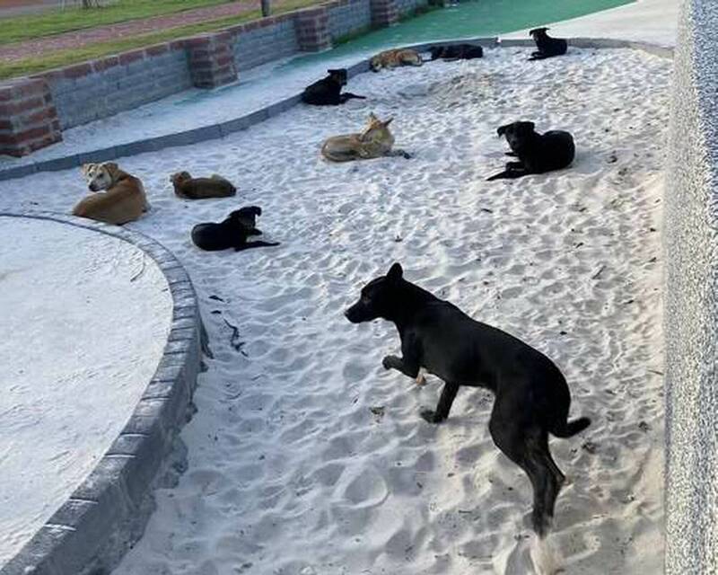 20流浪犬霸運動場兒童遊戲沙堆「超派」 親子不敢靠近
