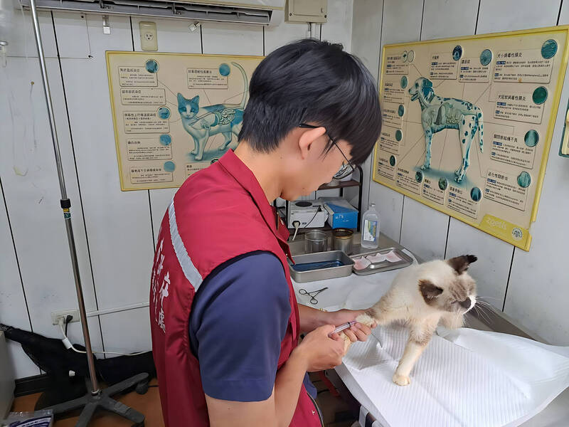 犬貓也會心臟病！救援中5成患心血管疾病 動保處推3步驟護心