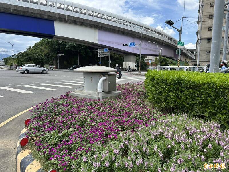新北永和道路景觀換新裝 天使花、千日紅點亮城市四季之美