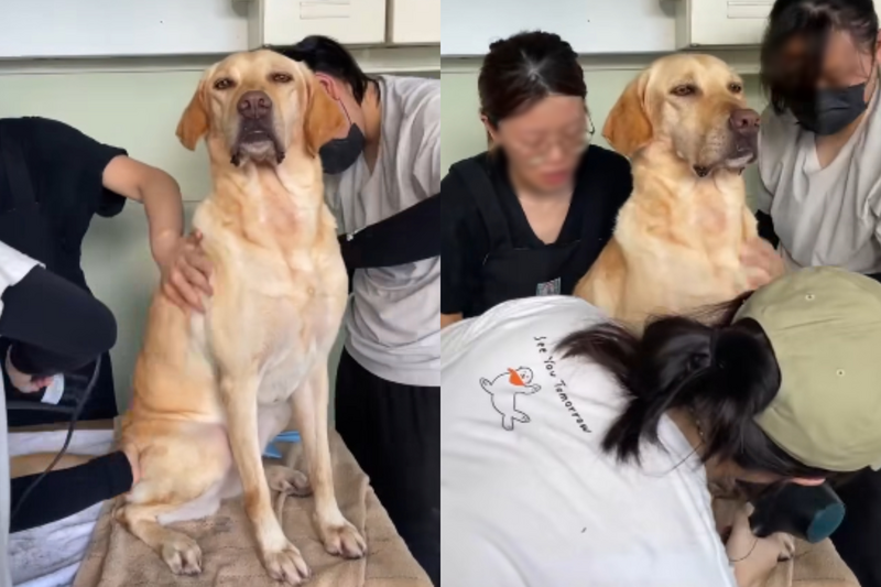 搜救犬Ring爆紅！3志工伺候洗澡「驕傲淡定」表情萌翻網