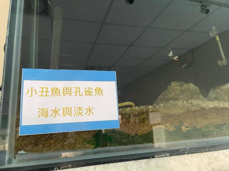 淡水孔雀魚、海水小丑魚怎養同一缸？ 澎科大養殖系招生吸睛