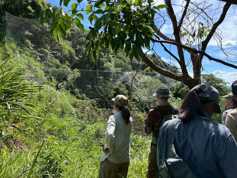 Pheasant Ransom Four black kites die in Keelung bird net, suspected pigeon ransom group ...