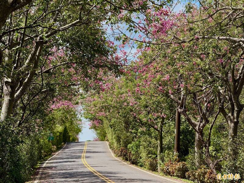 秋日粉紅大道！新北淡水、三峽美人樹盛開