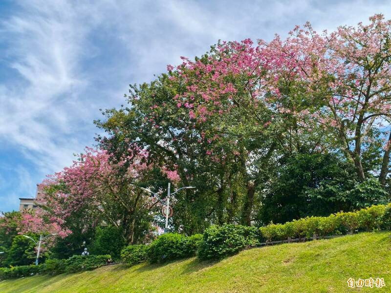 三峽「安溪翠堤」以約350公尺的堤防美人樹花道吸引遊客，桃紅與粉色花朵繽紛綻放，還有稀有白花品種點綴，宛如走進浪漫畫卷，成為在地賞花秘境。（記者羅國嘉攝）