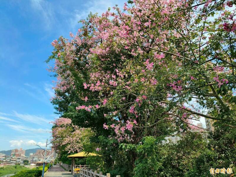 三峽「安溪翠堤」美人樹盛開。（記者羅國嘉攝）