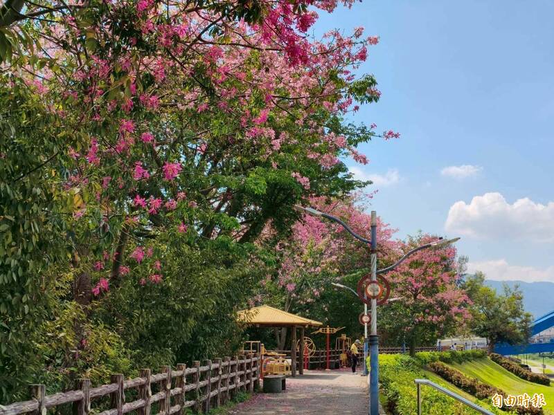 三峽「安溪翠堤」以約350公尺的堤防美人樹花道吸引遊客，桃紅與粉色花朵繽紛綻放，還有稀有白花品種點綴，宛如走進浪漫畫卷，成為在地賞花秘境。（記者羅國嘉攝）