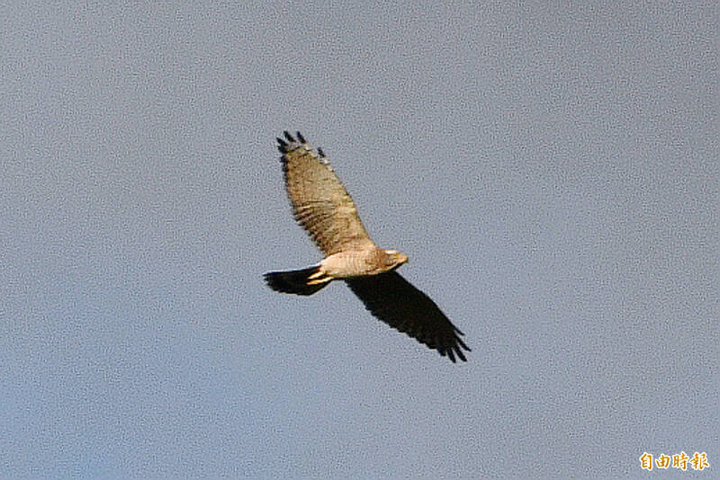 10月灰面鵟鷹到訪。（記者蔡宗憲攝）