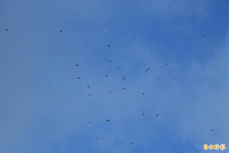 赤腹鷹成群南飛，總數突破歷史紀錄近39萬隻。（記者蔡宗憲攝）