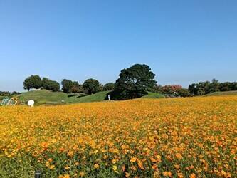 秋意濃 后里環保公園落羽松、黃波斯菊金黃炸裂