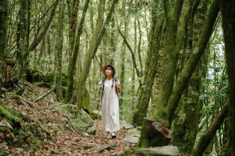 「森chill健走日」將分別在八仙山及大雪山國家森林遊樂區登場。（林業署提供）