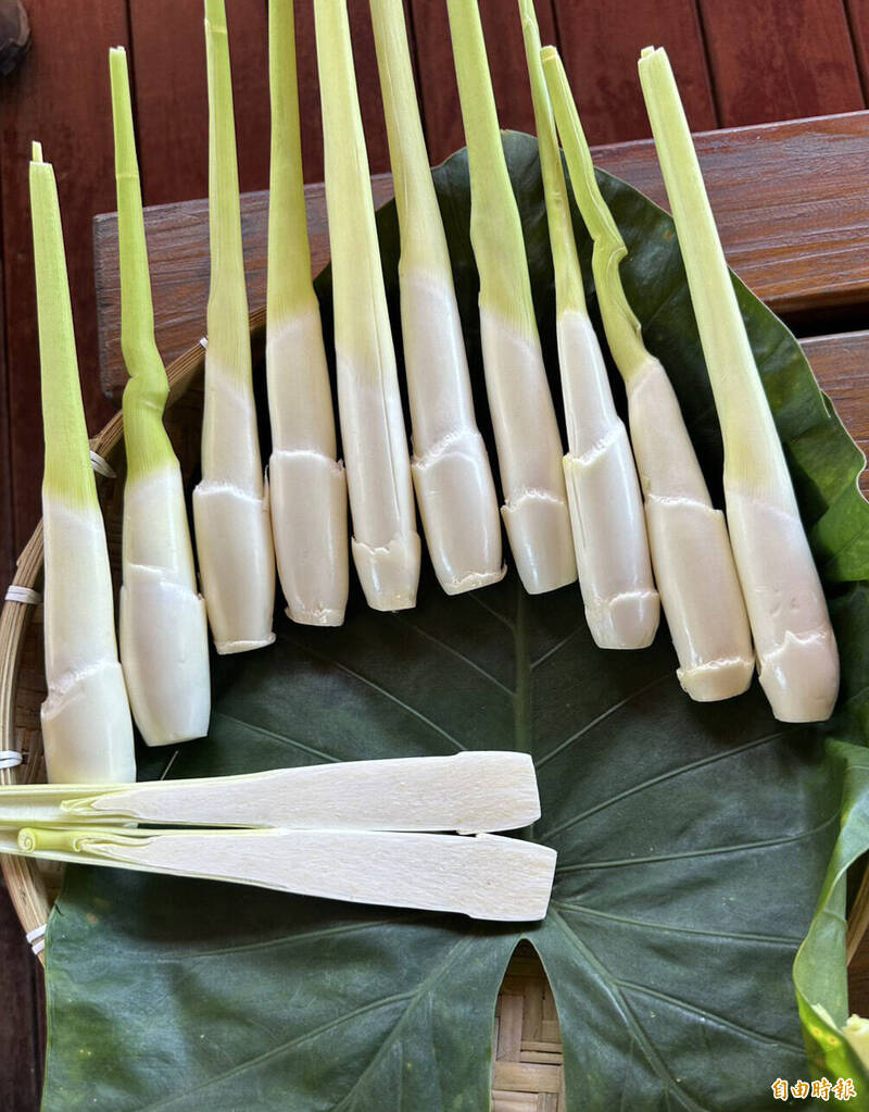 桃園龍潭三坑茭白筍有「美人腿」之稱。（記者李容萍攝）