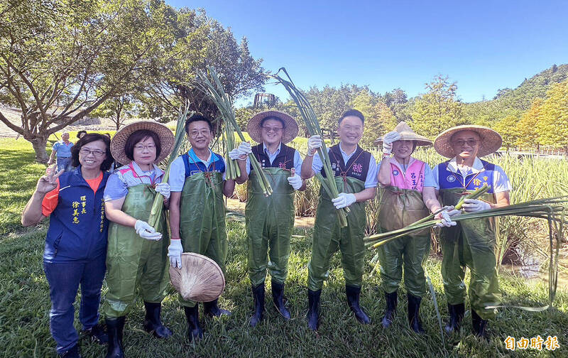 桃園市副市長蘇俊賓（右三）等人換上青蛙裝下田收割熟成的茭白筍。（記者李容萍攝）