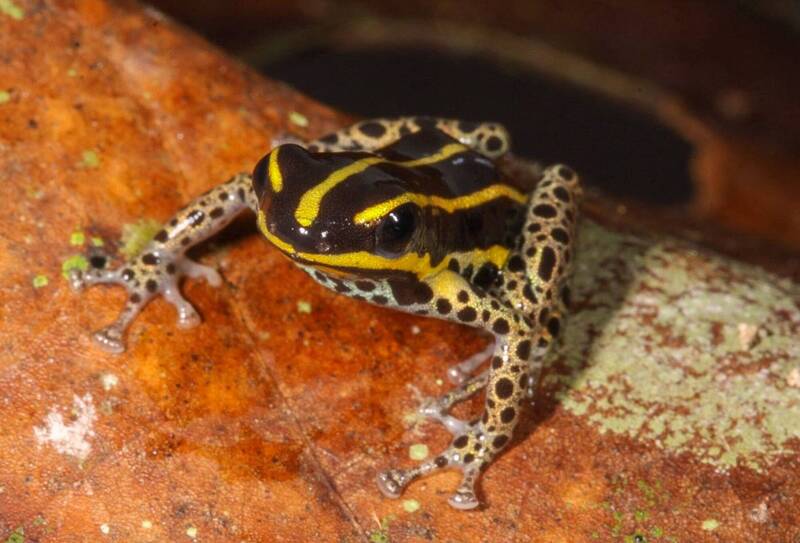 雄性開後宮、身長僅1.5公分!  祕魯發現新品種箭毒蛙