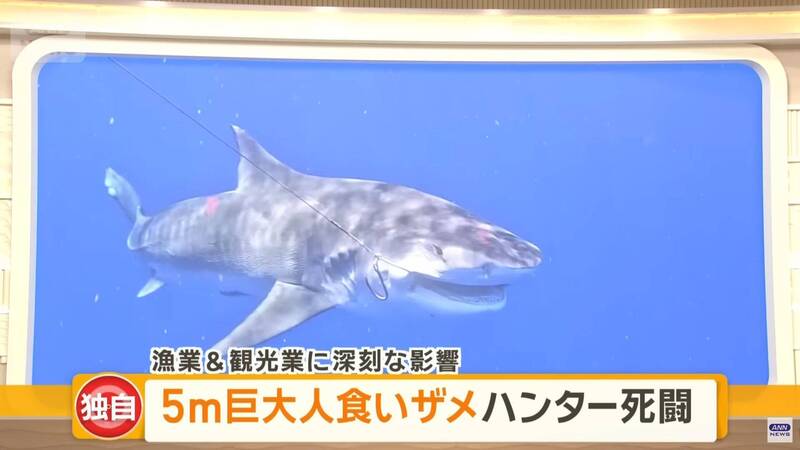 5米「巨大食人鯊」出沒!  衝擊日本宮古島觀光產業
